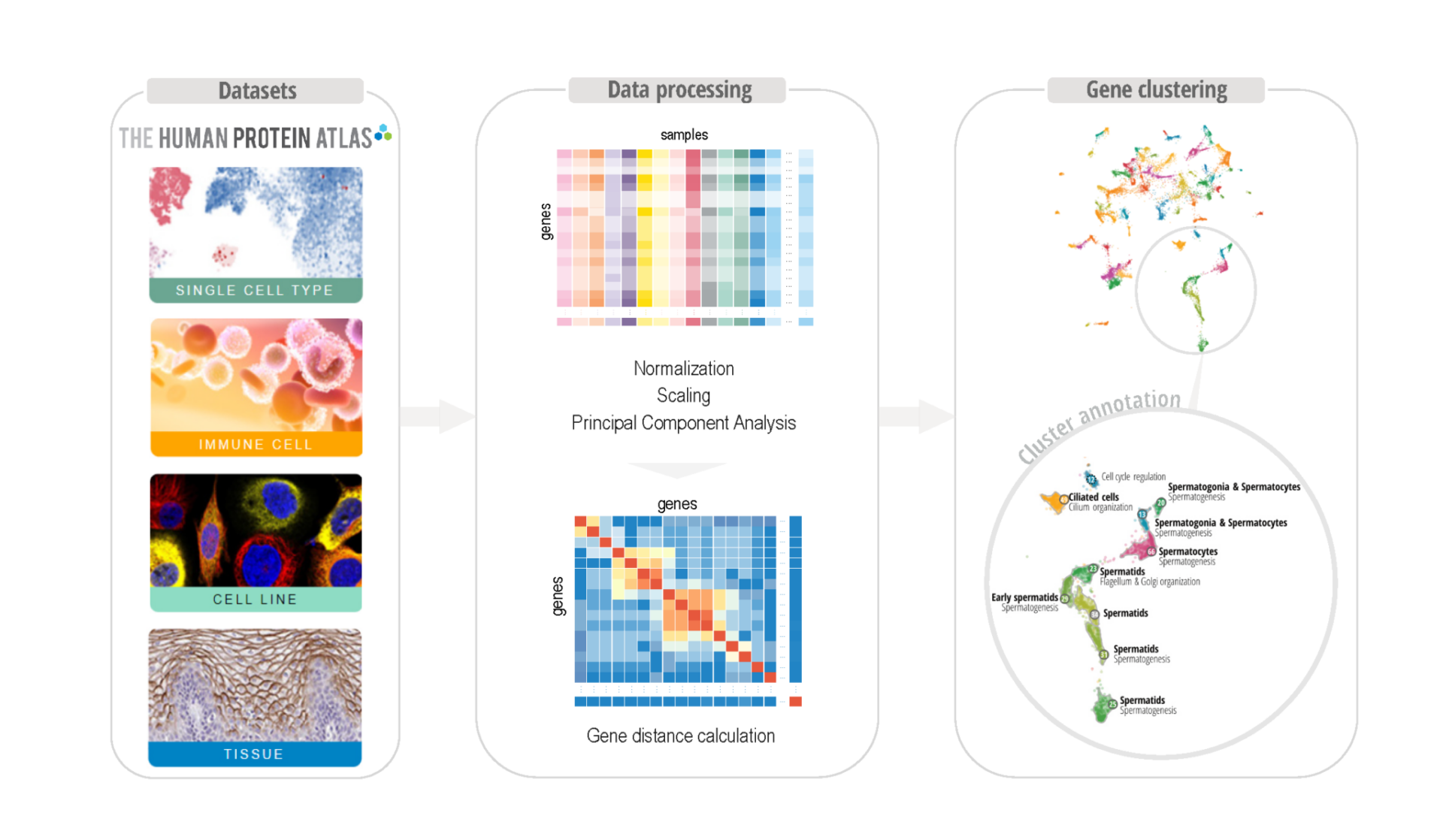 A scheme of how datasets are processed to investigate genes.